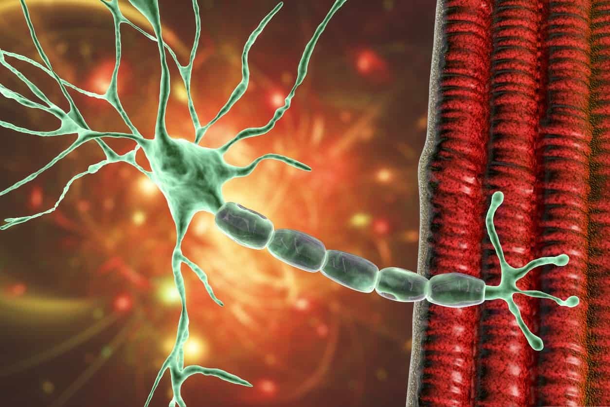 IGF-1 LR3 Peptide and Muscle Development
