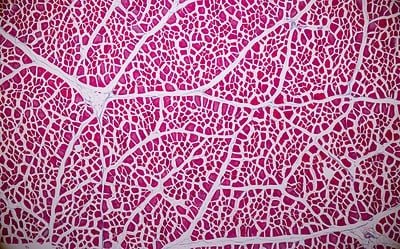 Hexarelin vs GHRP-6: Potential in Muscle and Cardial Function