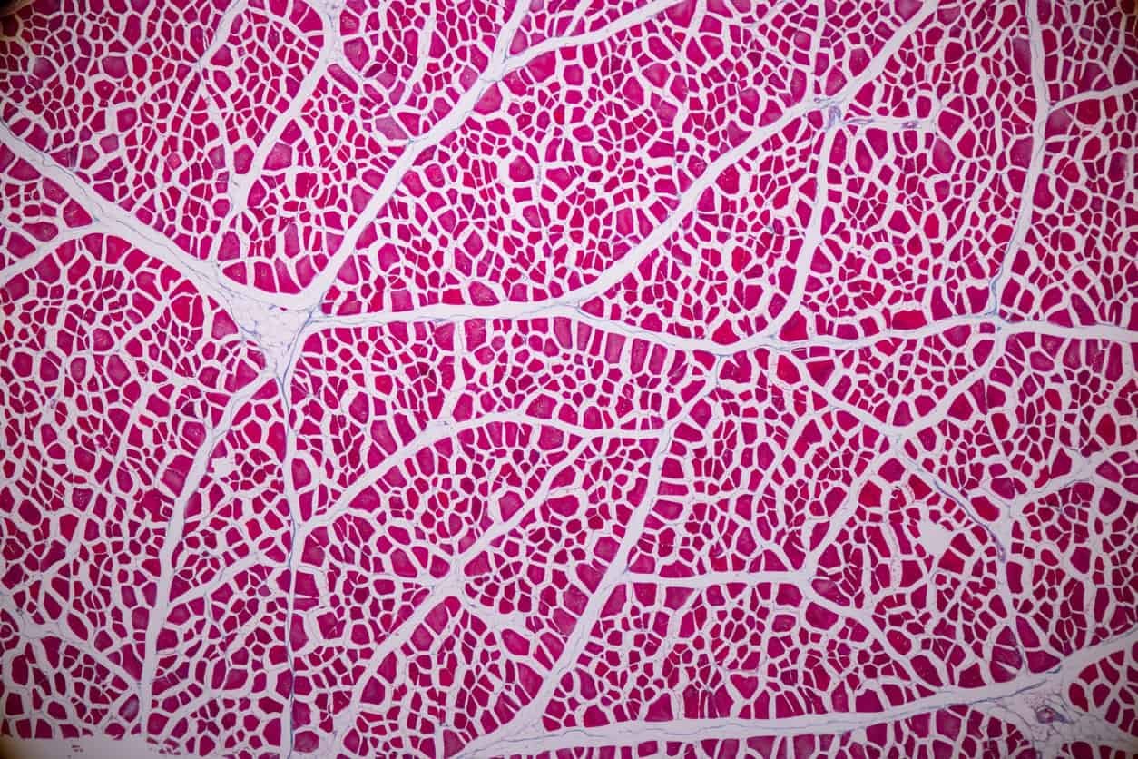 Hexarelin vs GHRP-6 Potential in Muscle and Cardial Function