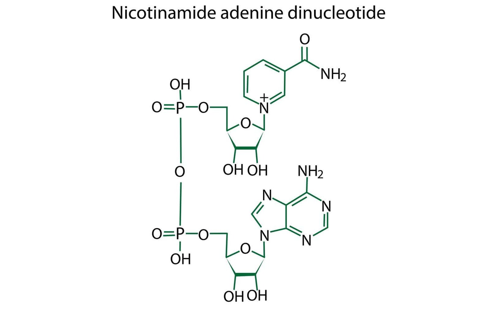 NAD+ Peptide: Research in Enzymatic Reactions and Neuroprotection