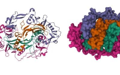 Anabolic and Proliferative Potential of FST-344