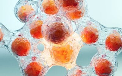 AOD9604 Potential for Fat Cell Breakdown in Adipocytes