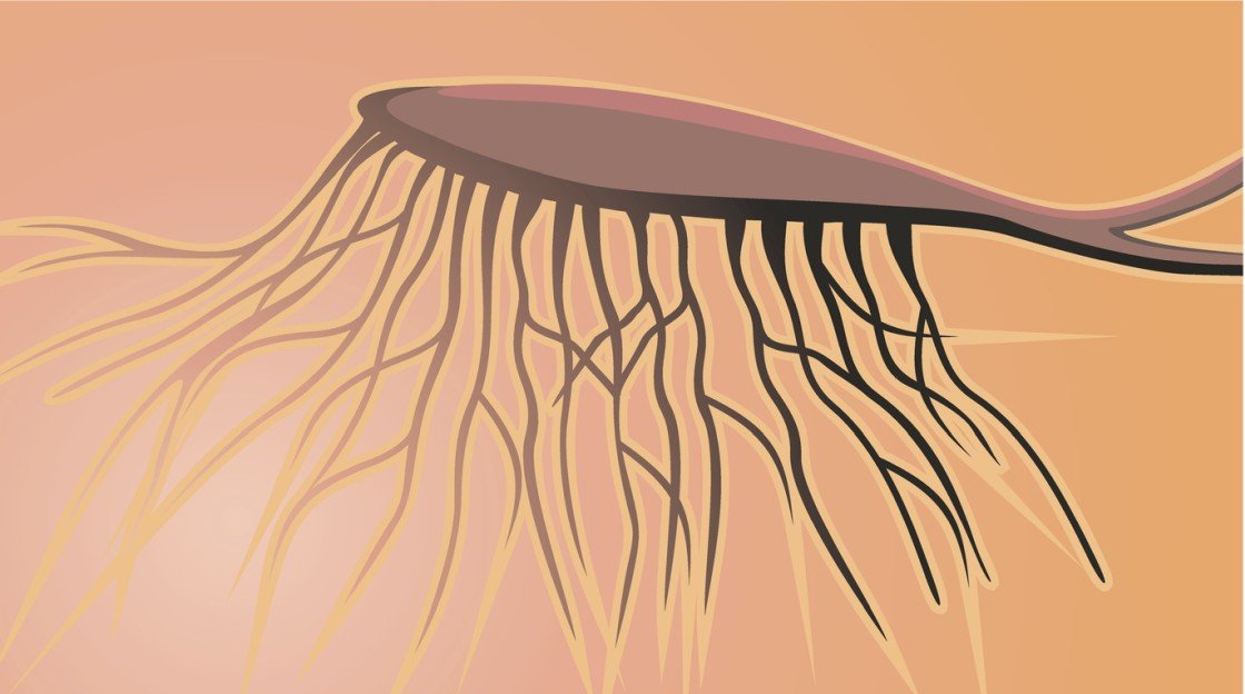 P021 Peptide Neuroprotective and Neurotrophic Potential