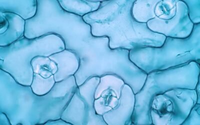 Decapeptide-12: Studies in Skin Cell Lightening and Anti-Aging