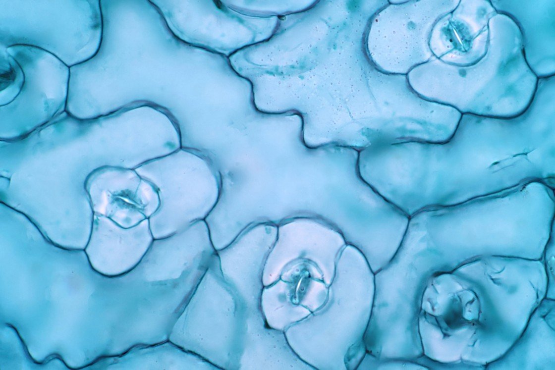 Decapeptide-12 Studies in Skin Cell Lightening and Anti-Aging