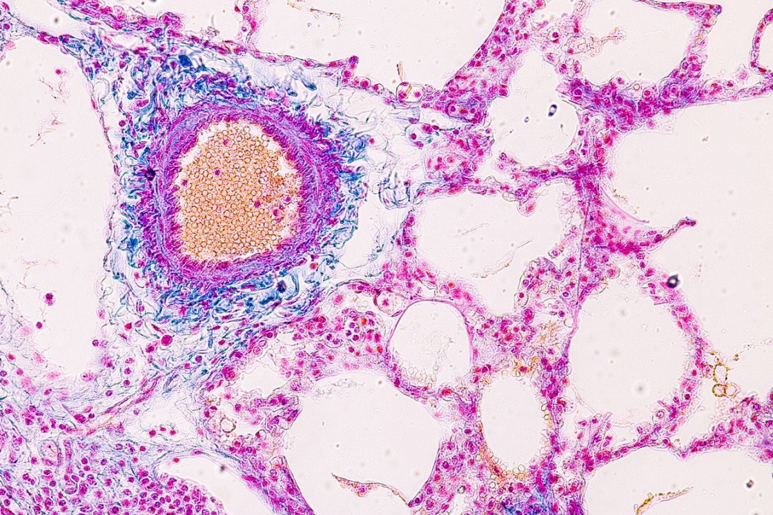 Ipamorelin’s Interactions with Pituitary Cell Sensitivity and Capacity for GH Pulsatility